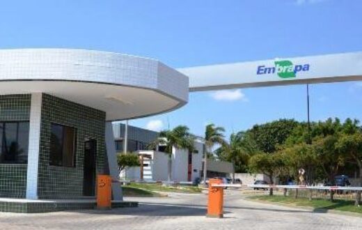 embrapa-6-430×247-1