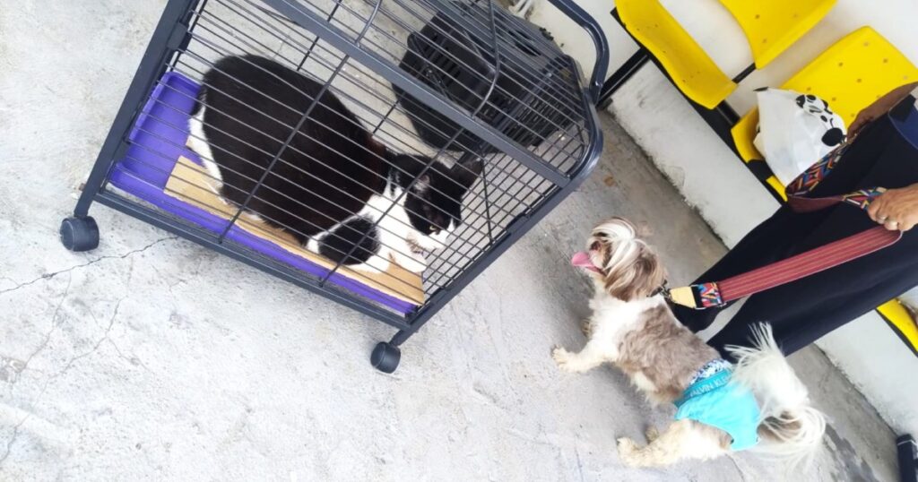 Vacina antirrábica exige cuidados com saúde e transporte de cães e gatos em Manaus