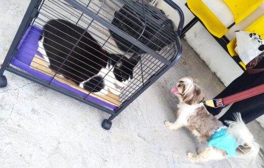 Vacina antirrábica exige cuidados com saúde e transporte de cães e gatos em Manaus