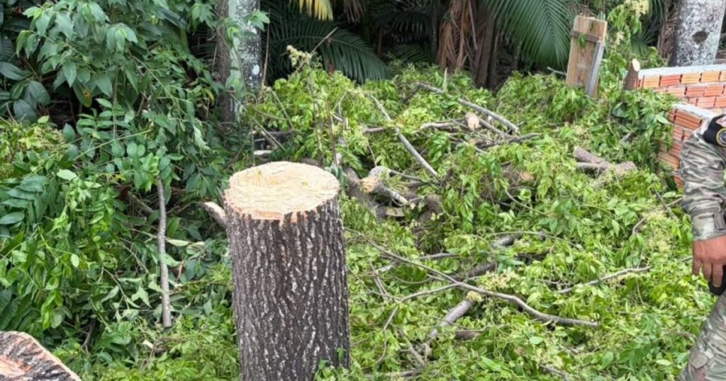 Ocorrência em APP no Nova Cidade mobiliza Patrulha Ambiental após denúncia