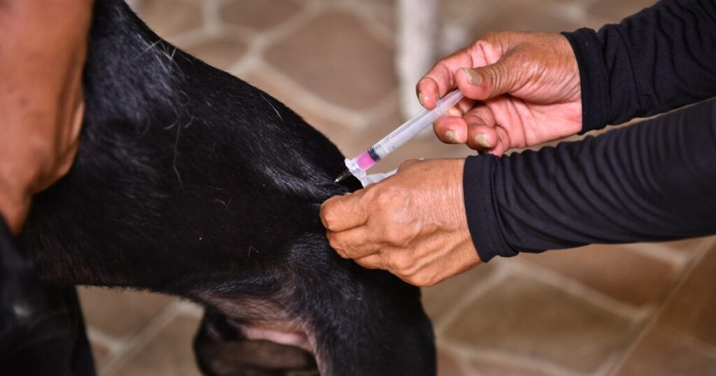Manaus reforça imunização de cães e gatos contra doença com alta letalidade