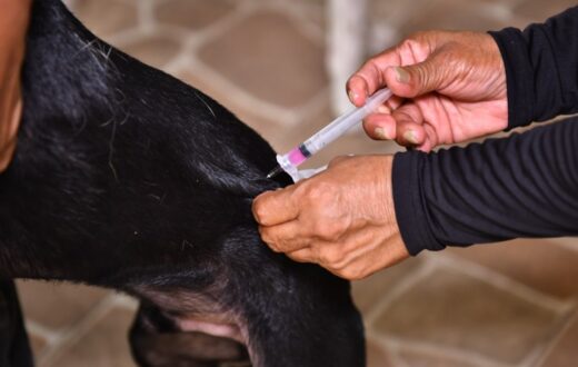 Manaus reforça imunização de cães e gatos contra doença com alta letalidade